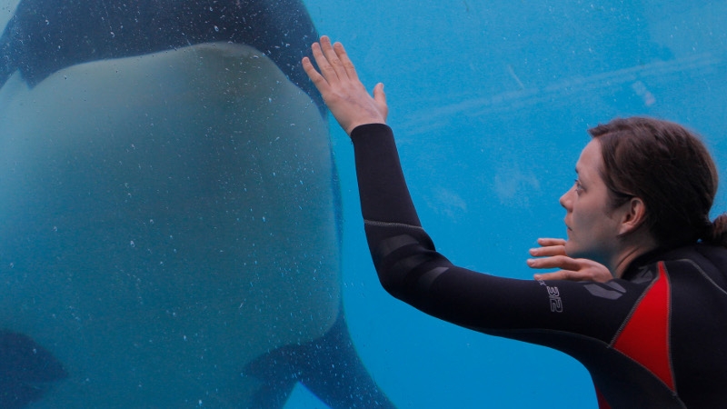 Stéphanie meets the killer whale again