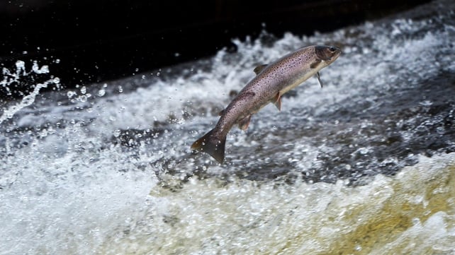 Salmon return upstream to spawn in the River Etterick in Scotland