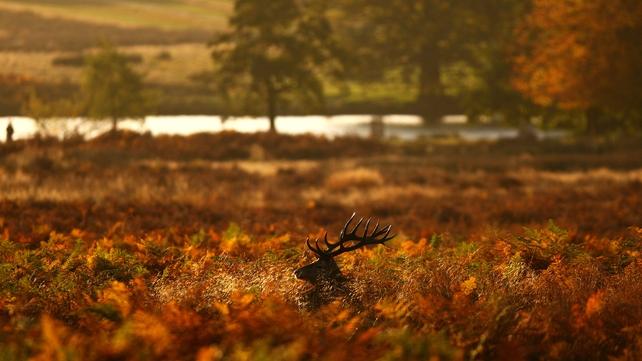 A red deer stag looks for food in a bracken thicket after sunrise in Richmond Park in London
