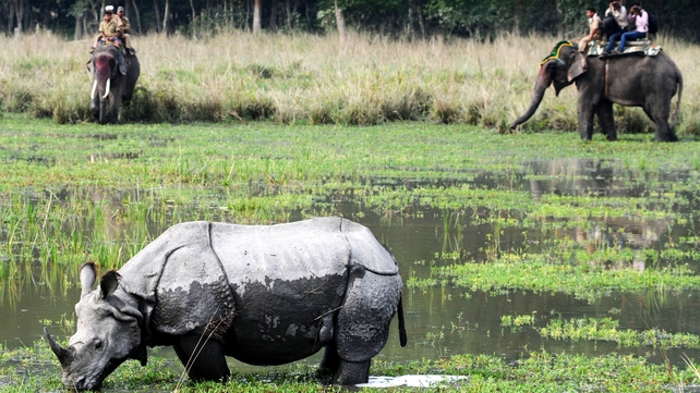 Tourists riding on elephants look at a rhinoceros at the Indian Pobitora wildlife sanctuary