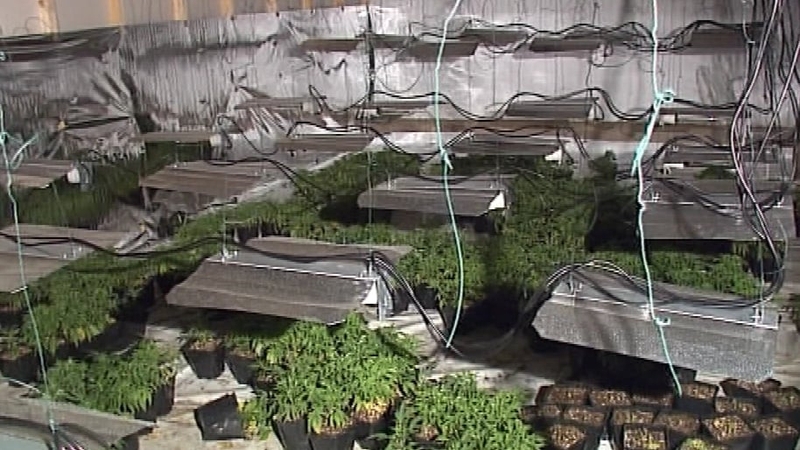 Gardaí estimated the value of the plants at an average of €800 each