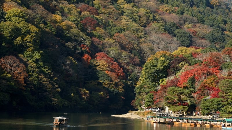 It is estimated there are around 422 trees per person on the Earth