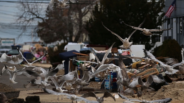 Seagulls pick at rubbish piled up in front of homes damaged by Superstorm Sandy in Ortley Beach, New Jersey