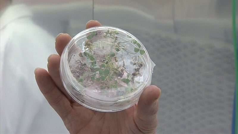 The LIT research results will be tested by astronauts on the ISS over a five-week period next year