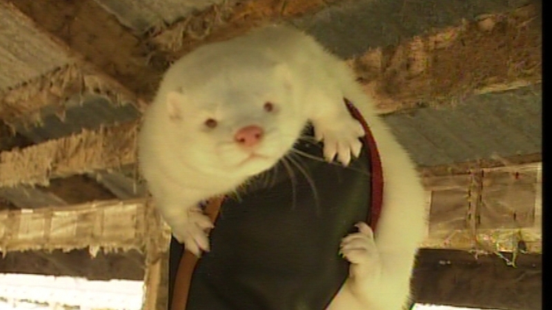 A departmental review recommended the fur industry be allowed to continue under licence