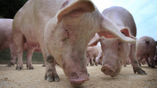 Pig farmers have been urged to improve their bio-security measures