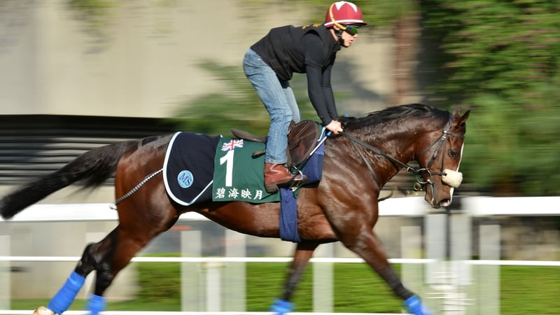 Sea Moon pictured at Sha Tin doing some track work prior to his intended engagement