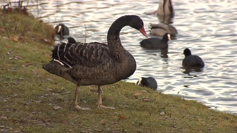 Black swans are native to Australia