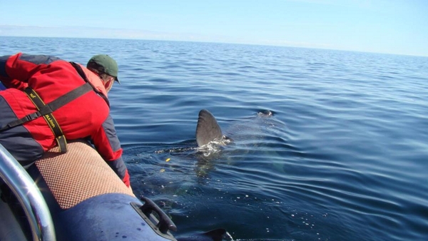 The Irish Basking Shark Study Group describe Banba's movements as "highly unusual"