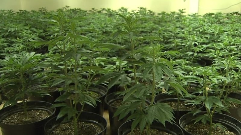 The report makes eight recommendations regarding medicinal cannabis use