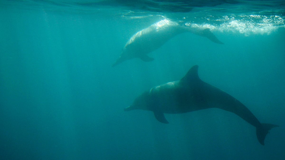 Cian Ó Nialáin, ón nGrúpa Míolta Móra agus Deilfeanna 