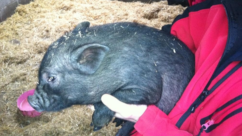 One of the pot-bellied pigs at South East Animal Rescue