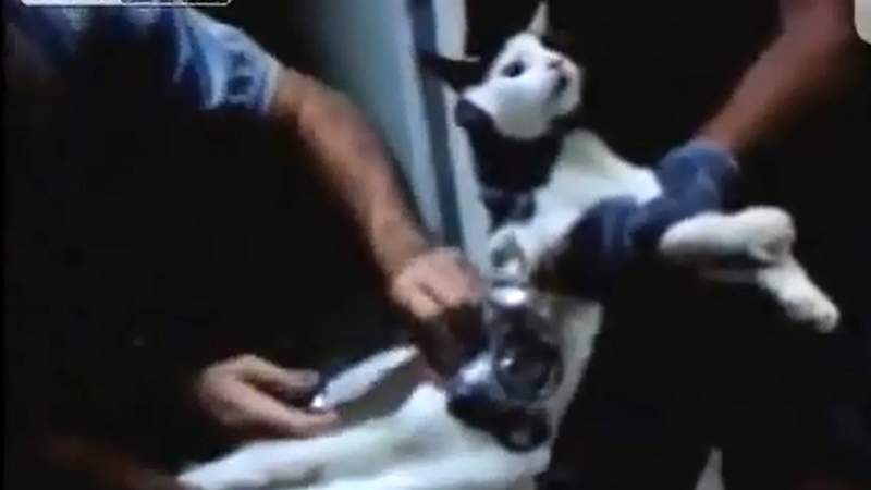 The cats body was wrapped in tape and also carried drills, an earphone, a memory card, batteries and a phone charger (Pic: YouTube)