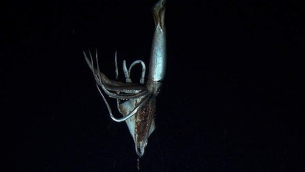 The images of the silvery, three-metre long cephalopod were taken last July (Pic: Discovery Channel)