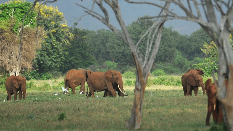 Tsavo National Park is home to about 13,000 elephants