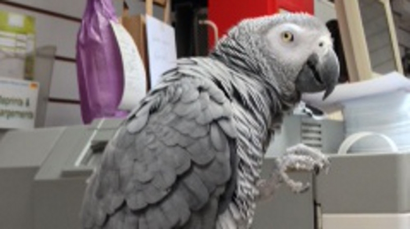 Pixie is an eight-year-old Congo African Grey parrot