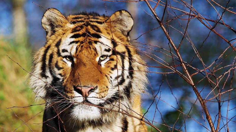 Dublin Zoo welcomes new tiger
