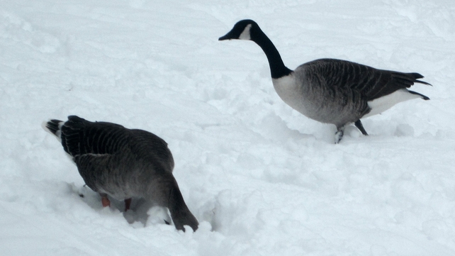 Wild geese in Peterborough, Cambridgeshire in the UK (Picture: Steffi Skehan, Co Kilkenny)