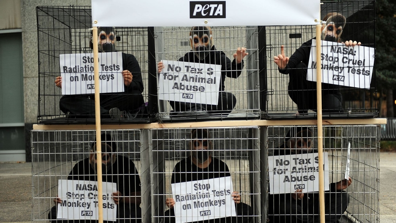 Six PETA members protest wearing monkey masks while locked inside small cages and holding signs that read, 'No Tax $ for Animal Abuse,' and 'Stop Radiation Tests on Monkeys'