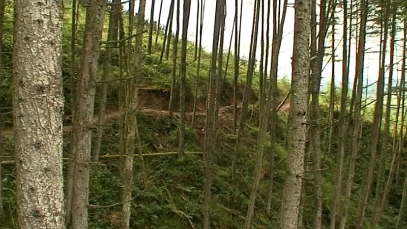 Coillte manages about 7% of Ireland's land