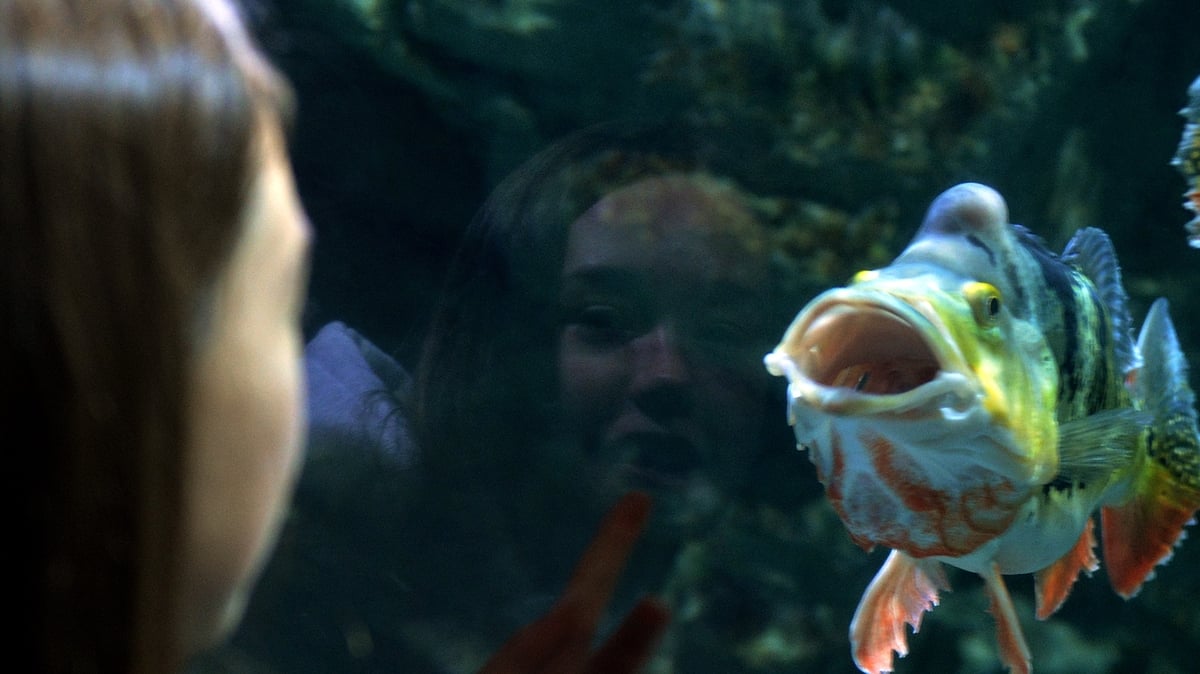 Sea Life Aquarium in Bray to cease trading in coming weeks