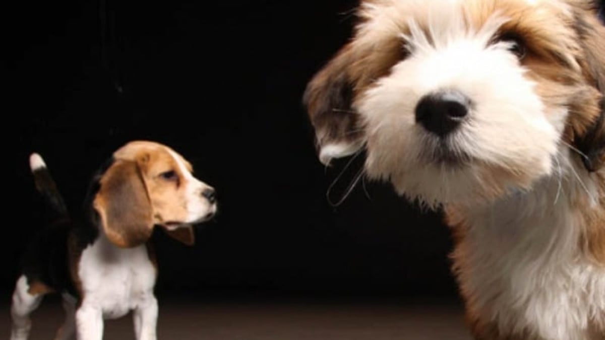 Study reveals mixed-breed dogs more likely to display undesirable behavioural issues 