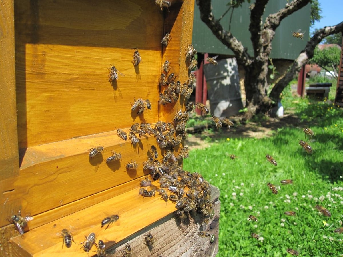 Bees and their Keepers