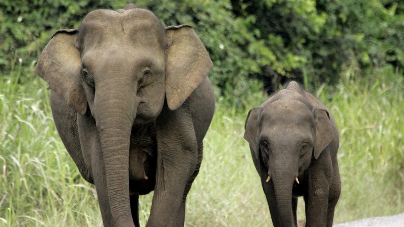 Pgymy elephants are known for their babyish faces, large ears and long tails