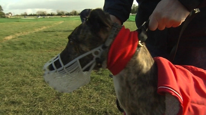 Christopher Connolly was excluded from greyhound events throughout the country in 2016