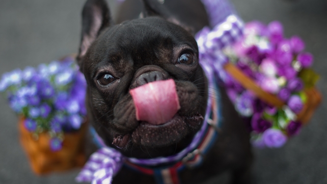 A dog wearing carnival costume takes part in the animals carnival, in Copacabana beach in Rio de Janeiro