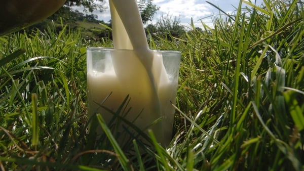 Balkan milk scare was triggered when laboratory tests confirmed higher-than-prescribed levels of aflatoxin