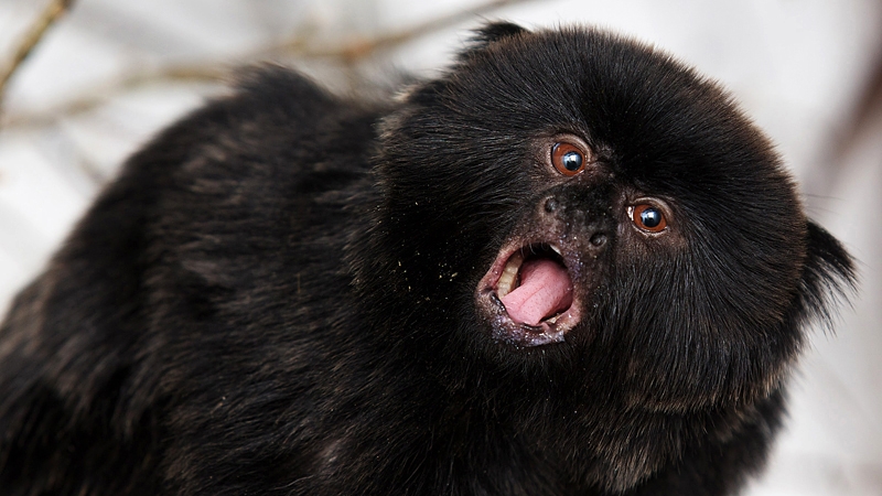 The name of the Zoo's new Goeldi's monkey will be revealed on Sunday All photos: Patrick Bolger