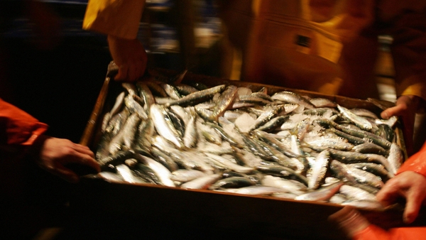 Trawlers throw fish overboard because they either exceeded their quota or the species is not in their allowable catch