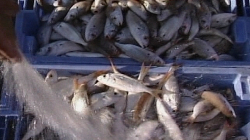 The grants will trigger new investments by 51 seafood companies