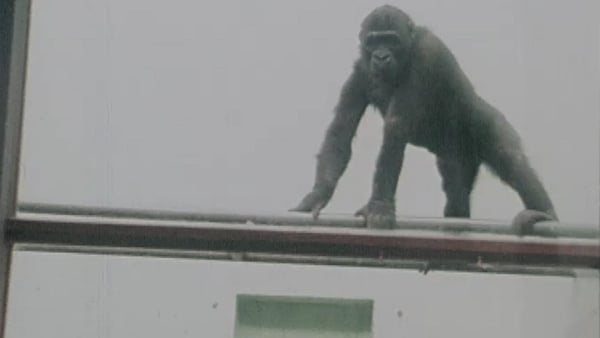 'Racing & Seasame Street' - Dublin Zoo gorillas get a colour TV