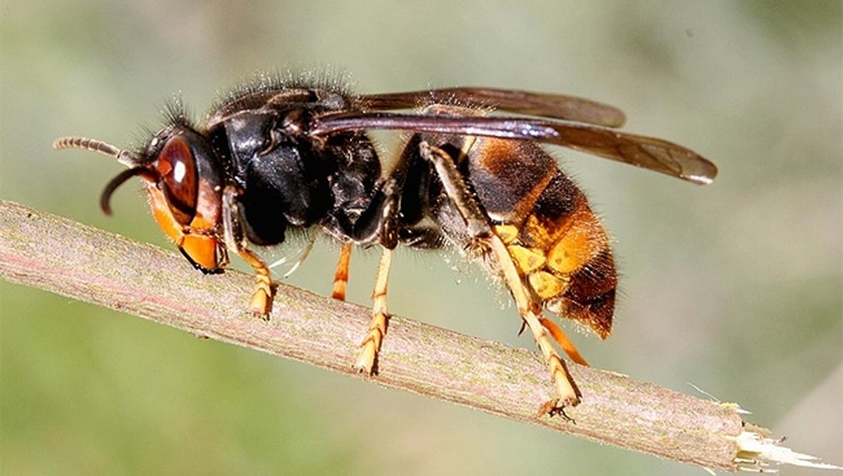 'Biosecurity alert' after Asian hornet captured in Cork