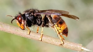 Asian hornet spotted in Co. Down show image