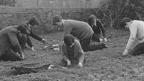 Picking shamrock for St Patrick's Day 1966.