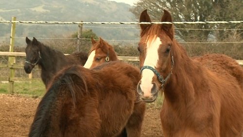 The law concerning the sale of horses dates from 1590