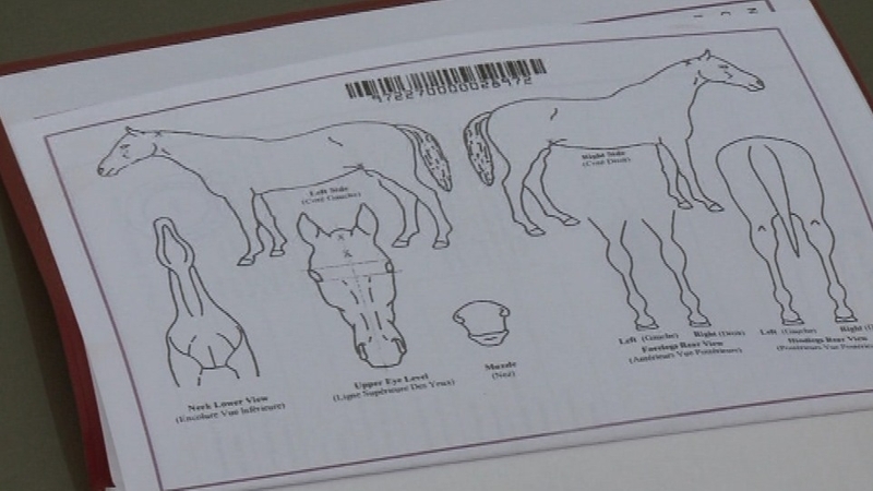 The system whereby seven individual bodies issue horse passports is set to end
