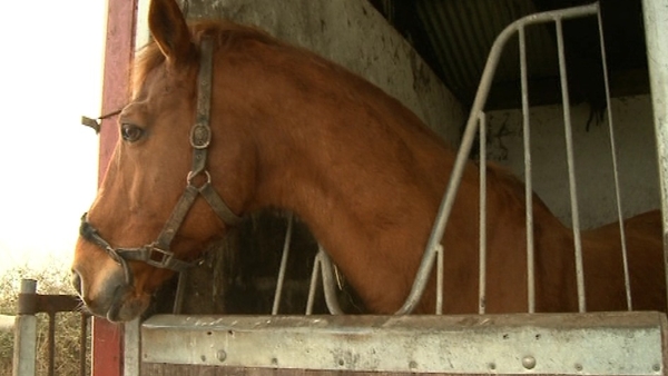 The Department of Agriculture is satisfied that only horses with valid identification are accepted for slaughter
