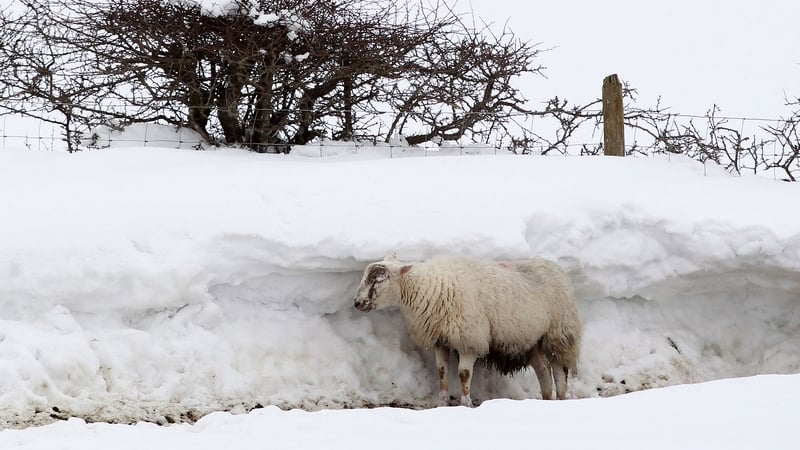 A sheep shelters behind a wall of snow in Northern Ireland