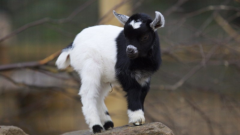 The new kid on the block (Photo: Patrick Bolger)