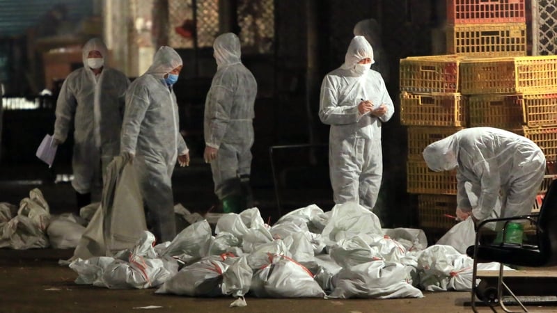 Health workers bag chickens after a cull