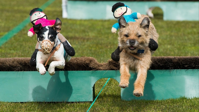 Terriers take part in the Countryside Raceday at Family Day at Ascot Racecourse