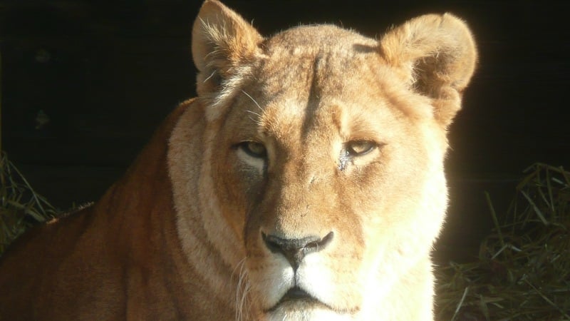 The Zoo team will pay their respects to Sheila the Africian lioness is tonight's episode