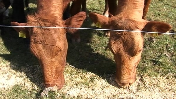 The average income on dairy farms was €51,648, compared to €11,743 on cattle rearing farms