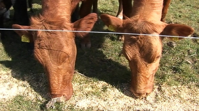 Lack of grass growth has caused significant problems for farmers