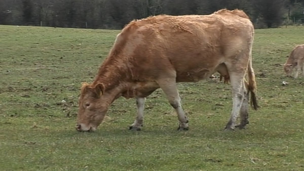Paul McDermott, President of Veterinary Ireland