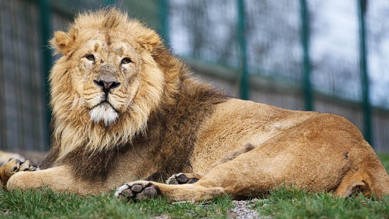 Dublin Zoo has welcomed Kumar the lion